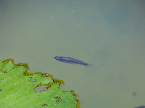 Caribische gambusia (Gambusia puncticulata) — Poeciliidae — 4