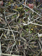 Astelia linearis