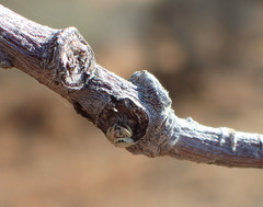 Metaphidippus chera