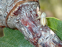 Metaphidippus chera
