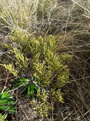 Veronica tetragona subsimilis