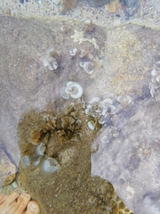 Padina pavonica