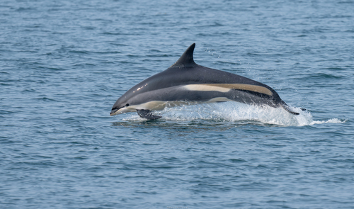 Atlantic White-sided Dolphin photographed in Maine