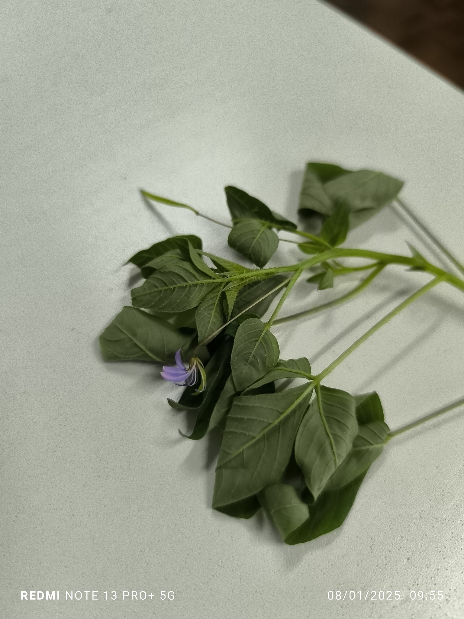 Imagem de Flor de Aranha