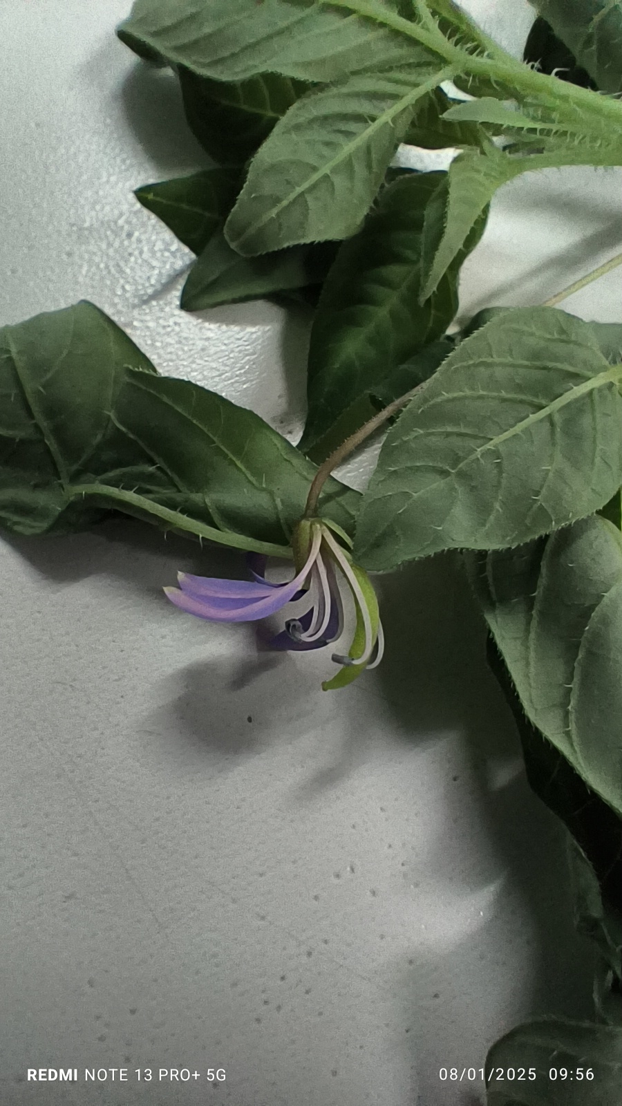 Imagem de Flor de Aranha