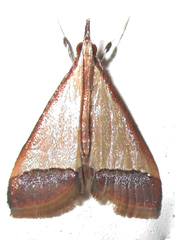 Pseudonoorda rubricostalis