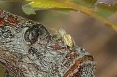 Metaphidippus chera