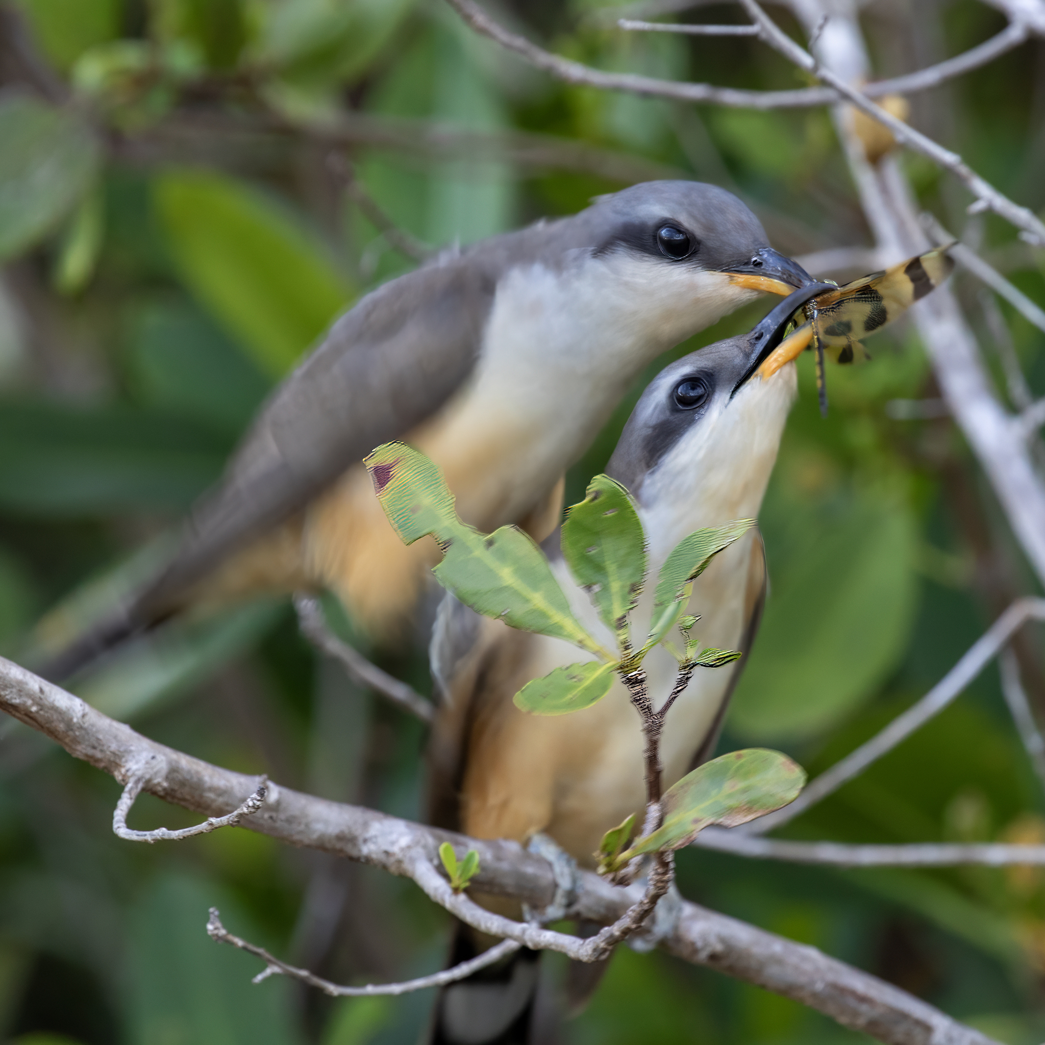 Mangrove Cuckoo (Coccyzus minor)