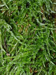 Acrocladium