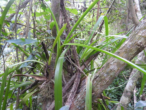 Image of Oncidium sphacelatum by (c) Sebastián de Jesús Herrera Buenfil, some rights reserved (CC BY)