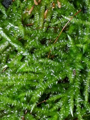 Acrocladium