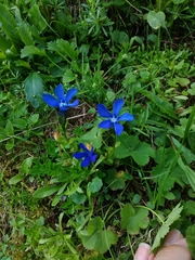 Gentiana bavarica bavarica