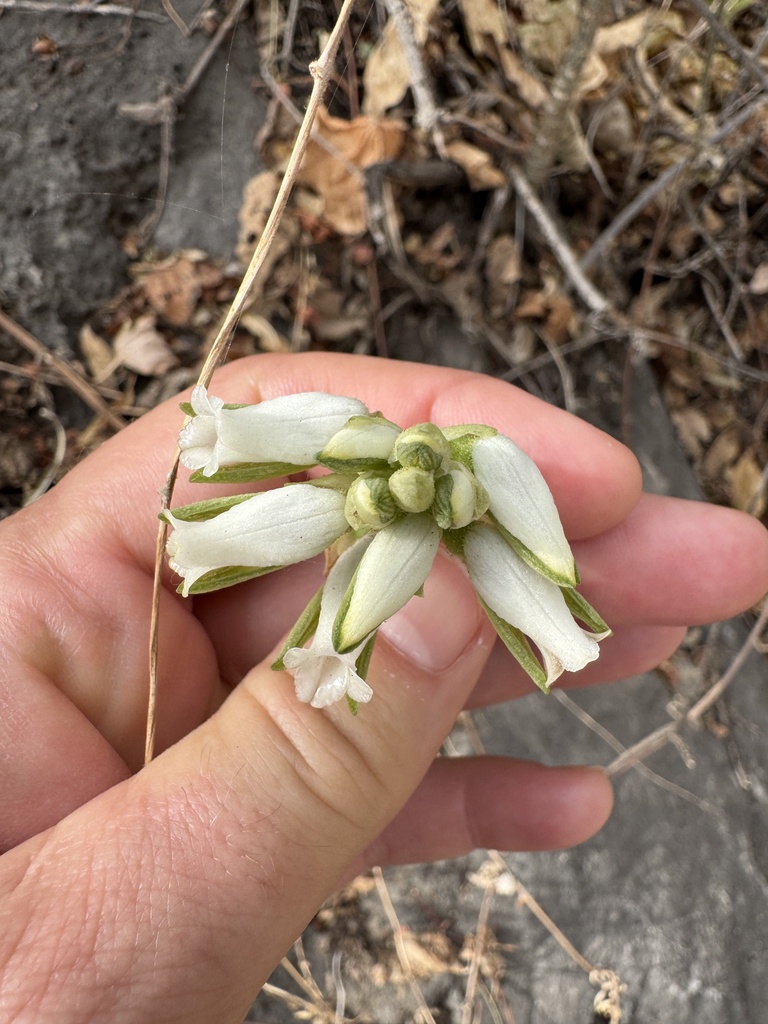 Aulosepalum riodelayense