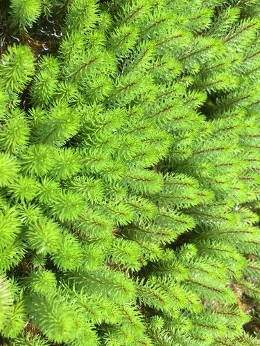 Rotala hippuris iNat (3)