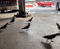 Columba livia domestica