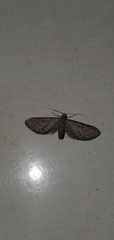 Eupithecia