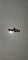 Eupithecia