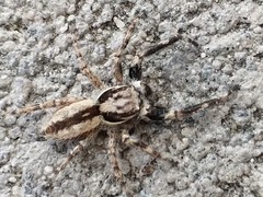 Menemerus bivittatus