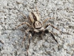 Menemerus bivittatus