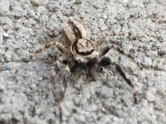 Menemerus bivittatus