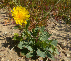 Launaea angustifolia