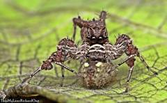 Portia labiata