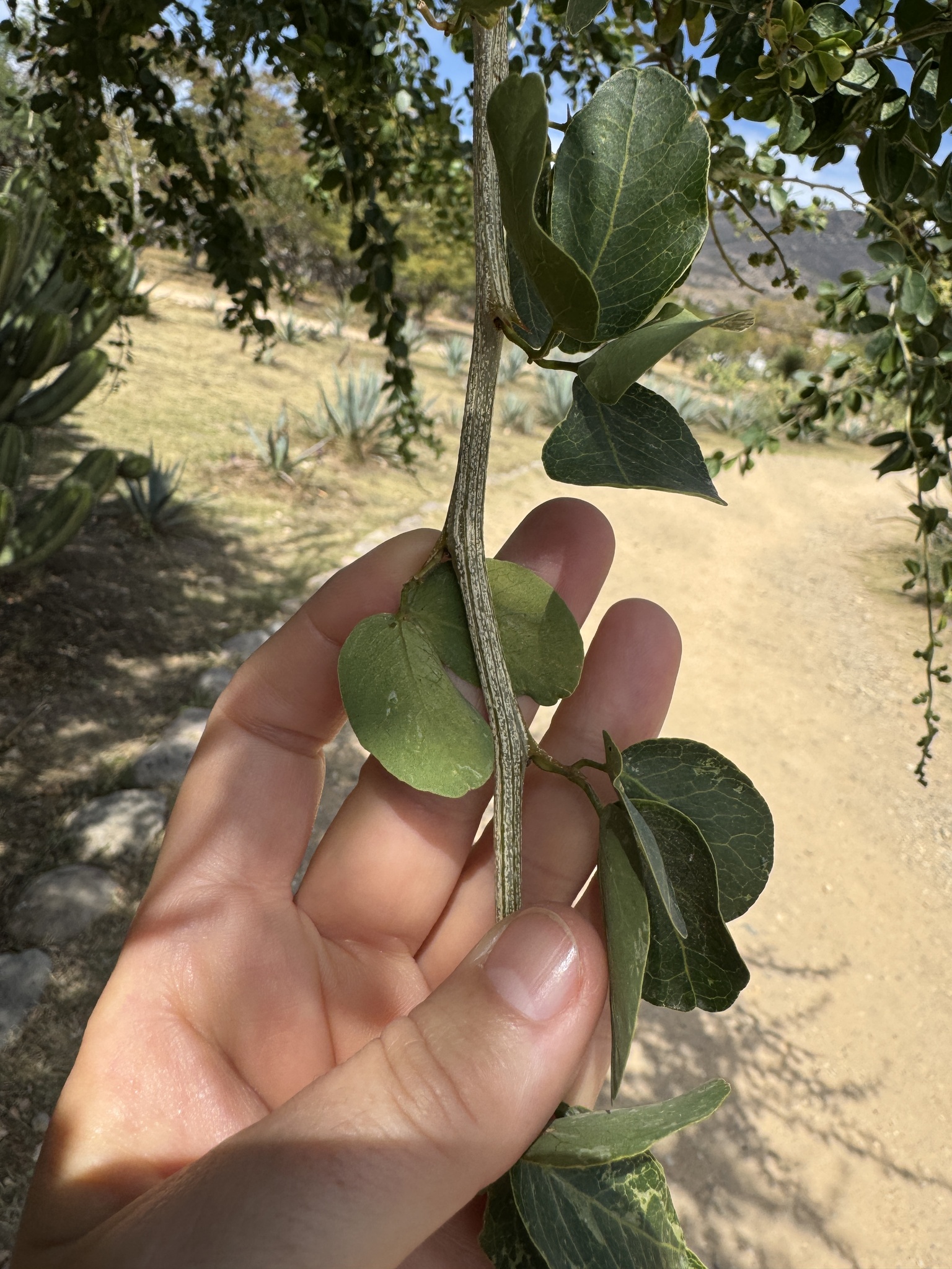 Imagem de Mata-fome