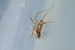 Stemonyphantes lineatus