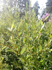 Salix pentandra