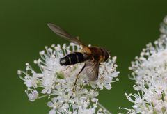 Leucozona glaucia