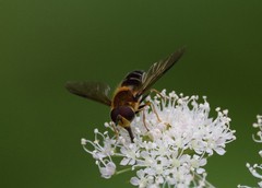 Leucozona glaucia