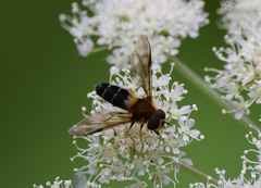 Leucozona glaucia