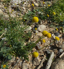 Aaronsohnia factorovskyi