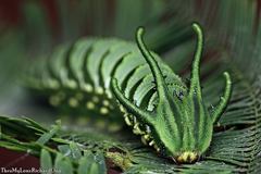 Polyura hebe