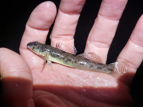 Southern Tessellated Darter