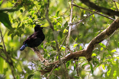 Ptiloris paradiseus