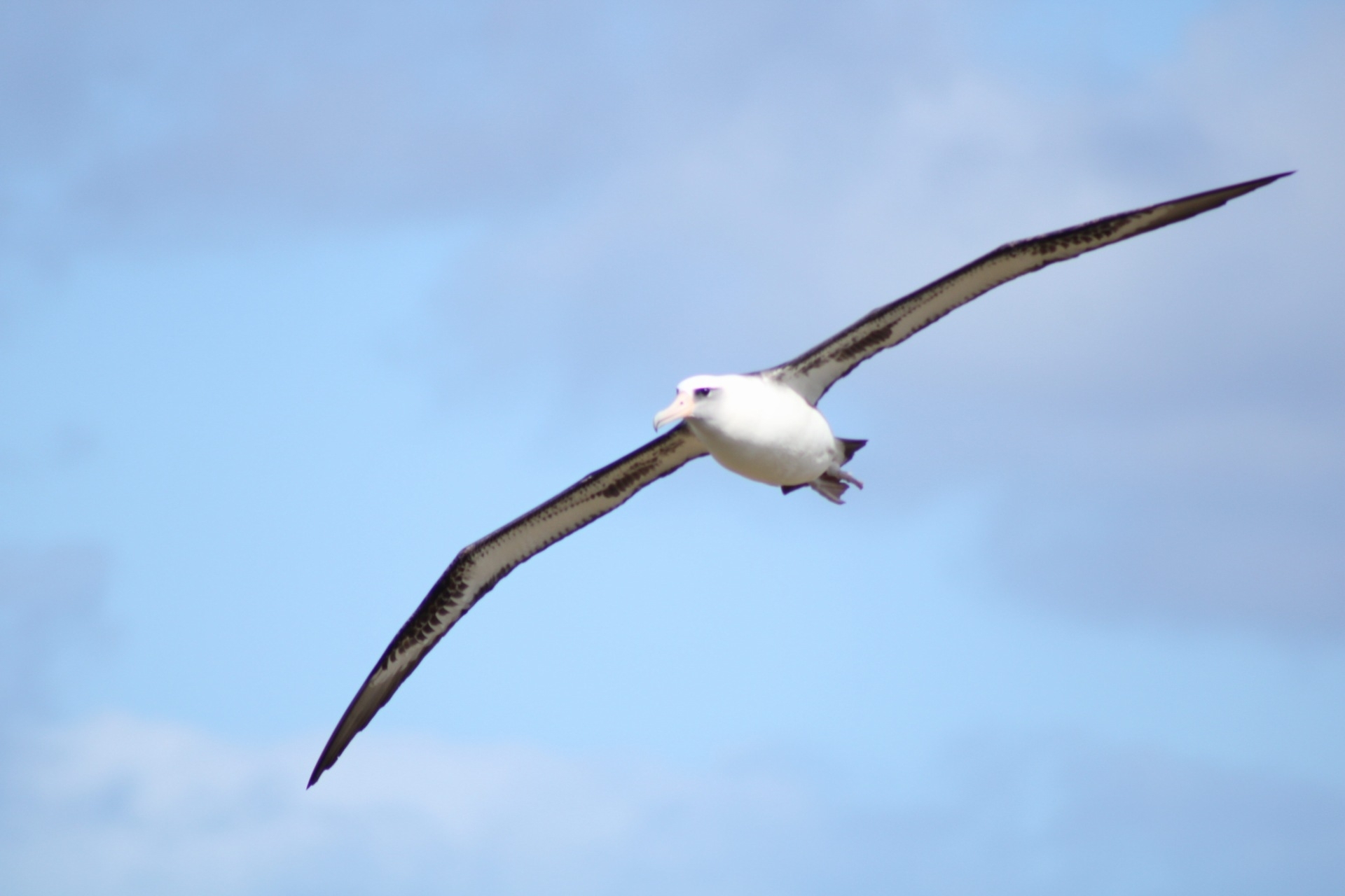 Laysan Albatross illustration