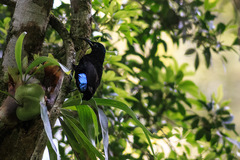 Ptiloris paradiseus