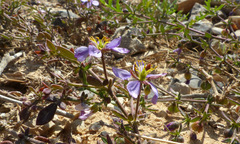 Fagonia glutinosa