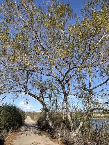 iNaturalist observation photo of Goodding's willow