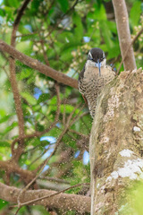 Ptiloris paradiseus