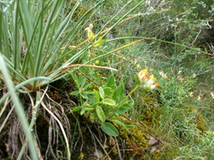 Anthyllis vulneraria boissieri