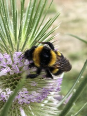 Bombus ruderatus