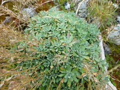 Schivereckia podolica