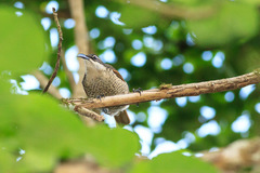 Ptiloris paradiseus
