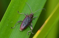 Donacia marginata