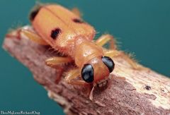 Callimerus pectoralis