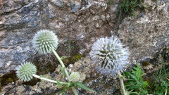 Echinops armatus