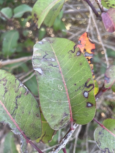 iNaturalist observation photo of Stigmella prunifoliella group