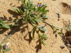 Astragalus annularis